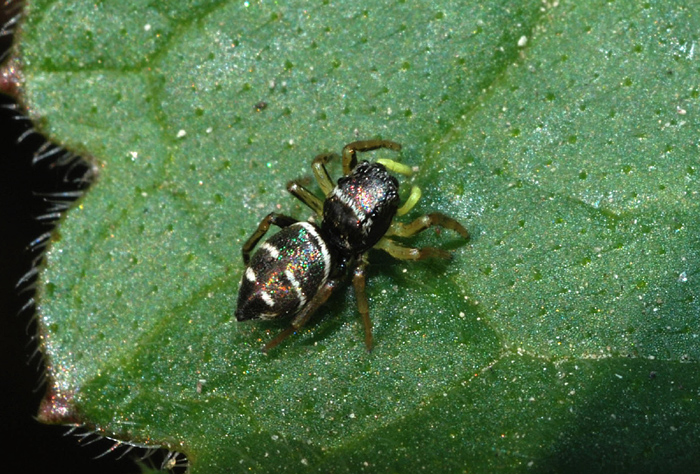 Heliophanus sp.